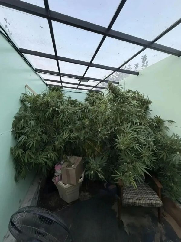 В Павловске полицейские ликвидировали теплицу с 25 кустами конопли В Павловске полицейские ликвидировали теплицу с 25 кустами конопли