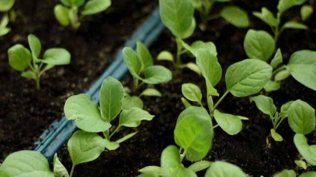 Экспертные секреты: как правильно удобрять капусту для отменного урожая