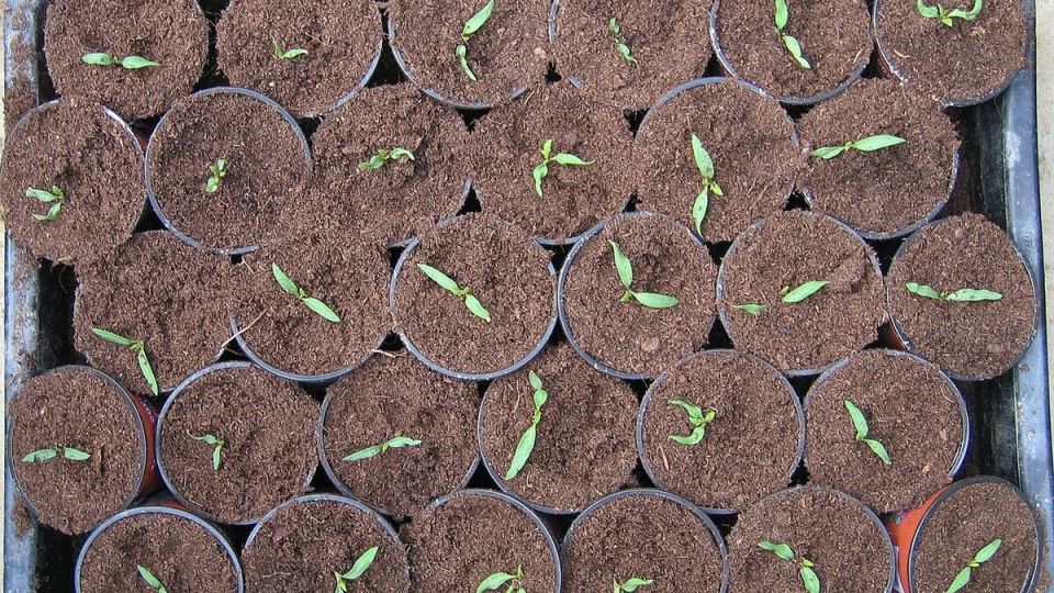 Как заботиться о рассаде после появления первых всходов: полезные советы