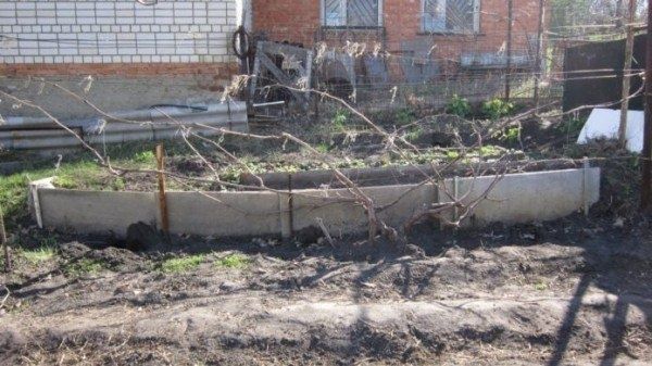 Как правильно подвязать виноград весной: советы и секреты для успешного урожая