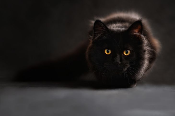 4 вещи, которые не любит кот: не стоит показывать ему