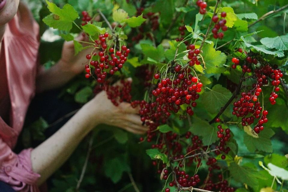 Смородина: секреты сбора богатого урожая и ухода за кустами