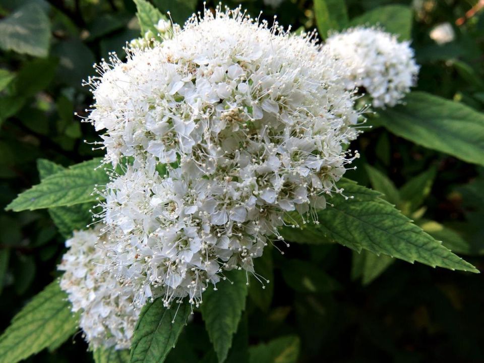 Как создать роскошный сад без лишних усилий: 5 идеальных растений