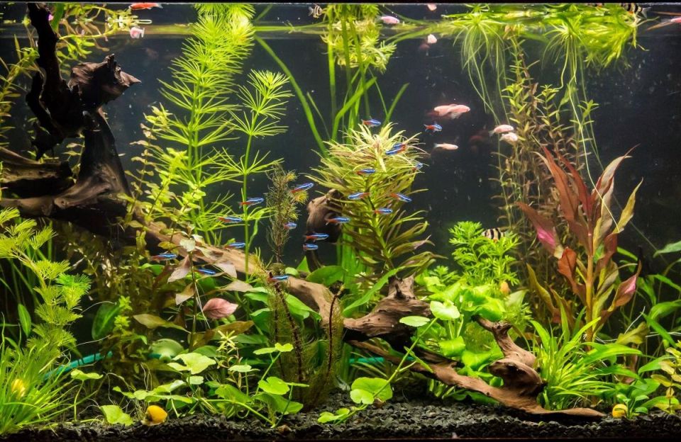 Мутная и зеленая вода в аквариуме: причины и решения