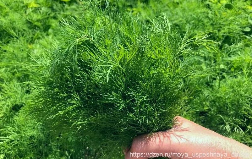 Как вырастить ароматный укроп: развеивание мифов о простой культуре