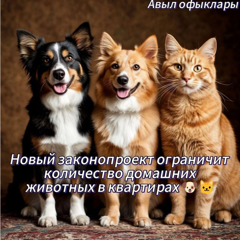 Новый законопроект ограничит количество домашних питомцев в квартирах