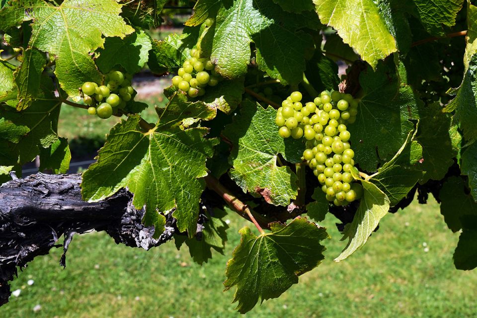 Мальборо: винная сокровищница Новой Зеландии, которая расширяет горизонты