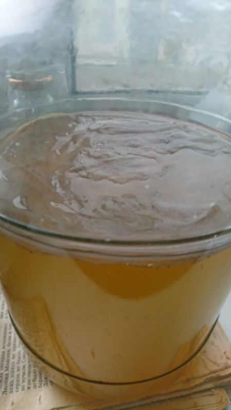 Чайный гриб: от благополучия до неполадок — с чем можно столкнуться при его выращивании?