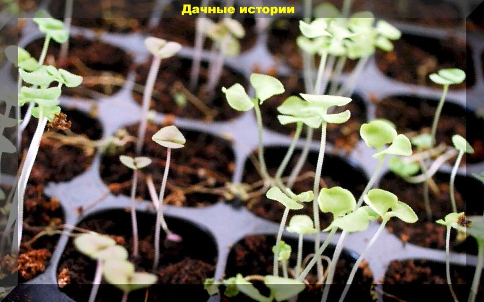 Предотвращаем вытягивание рассады: практические советы