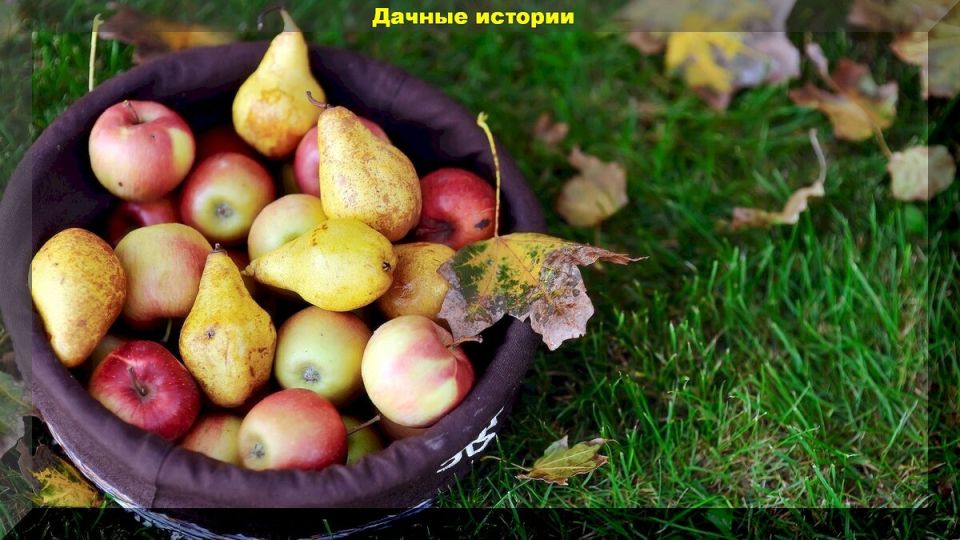 Секреты долгого хранения яблок и груш: полезные советы и необычные методы
