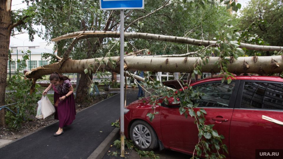 Шторм и упавшее дерево: кто заплатит за поврежденный автомобиль?