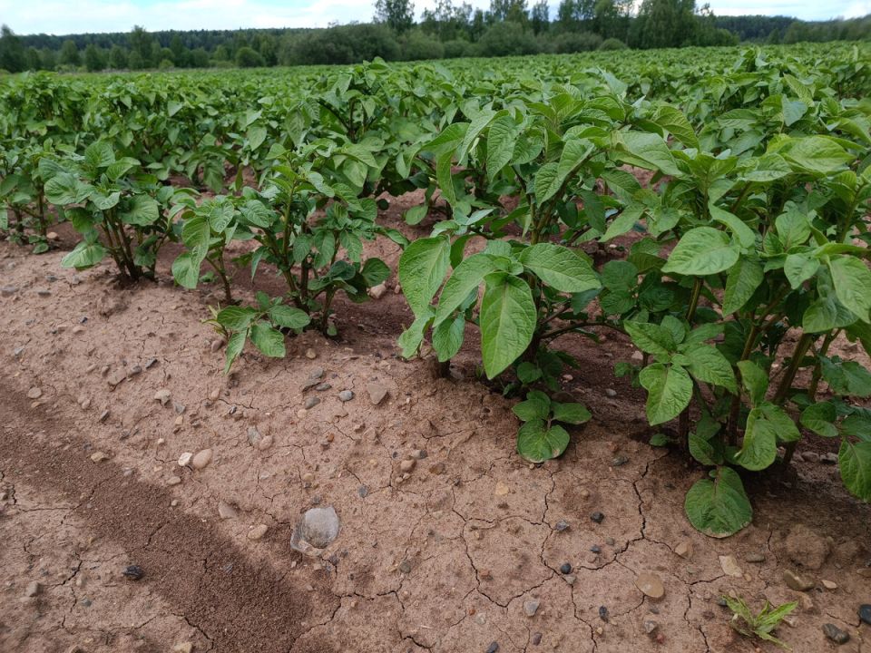 Непревзойденные сорта картофеля, которые пора сажать этой весной