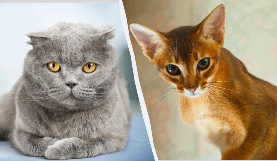 Ласковые и общительные: топ-5 короткошерстных кошек