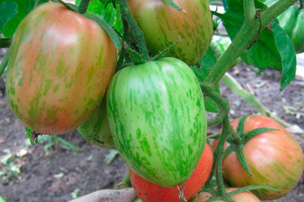 Сочные томаты Дон Жуан: как вырастить урожай, который не подведёт