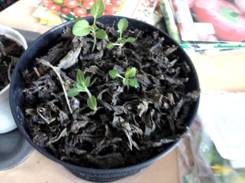 Чайные пакетики: веселое хобби или опасный эксперимент для цветоводов?