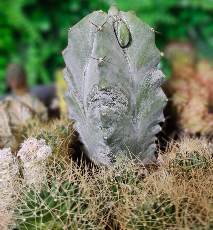 Самый изящный кактус для вашего дома: риттероцереус в центре внимания