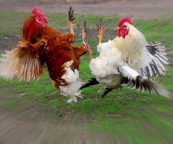 Как избежать конфликтов: поиск мирного решения в повседневной жизни