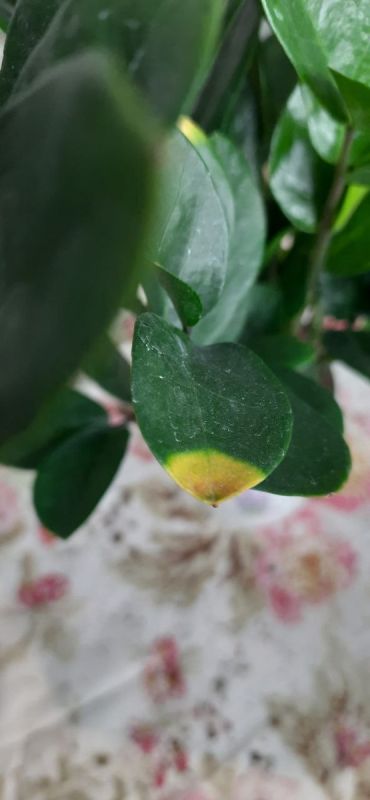 Почему желтеют листья замиокулькаса и как этому помочь