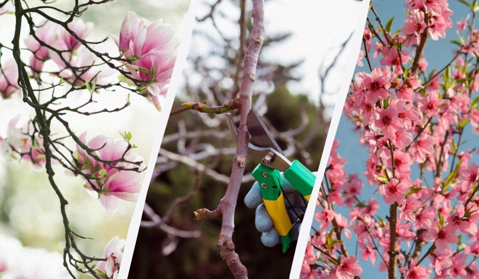 Чего избегать: ошибки весенней обрезки деревьев и кустарников