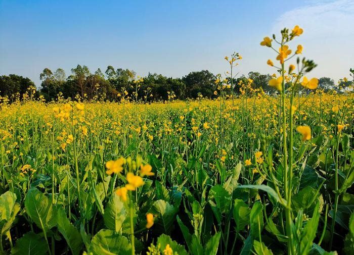 Правильный выбор культур для улучшения почвы после картошки