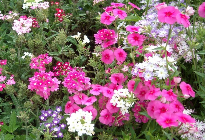 Однолетние флоксы: ослепительные акценты для вашего цветника