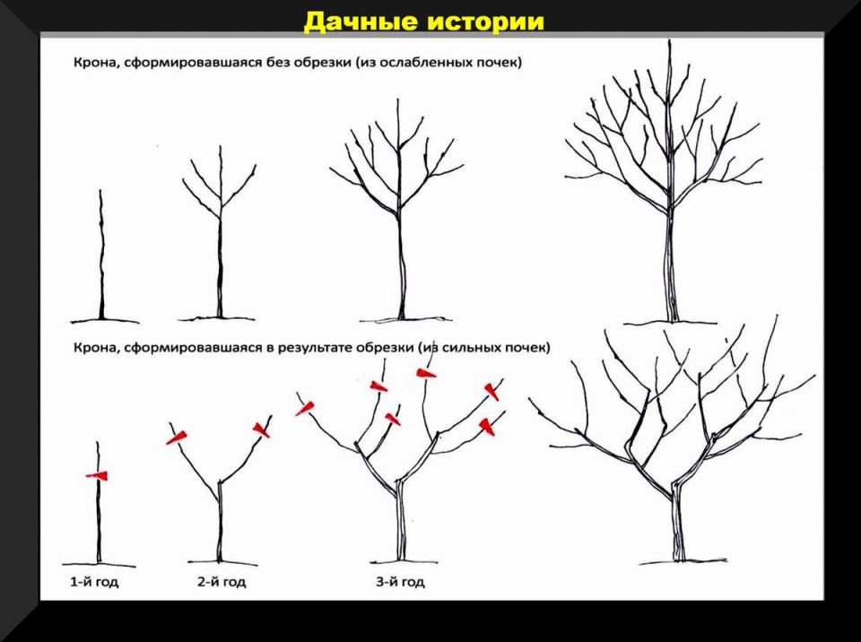 Как правильно завершить дачный сезон: советы по уходу