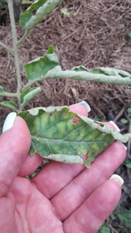 Томаты: как правильно ухаживать за растениями в сезон роста