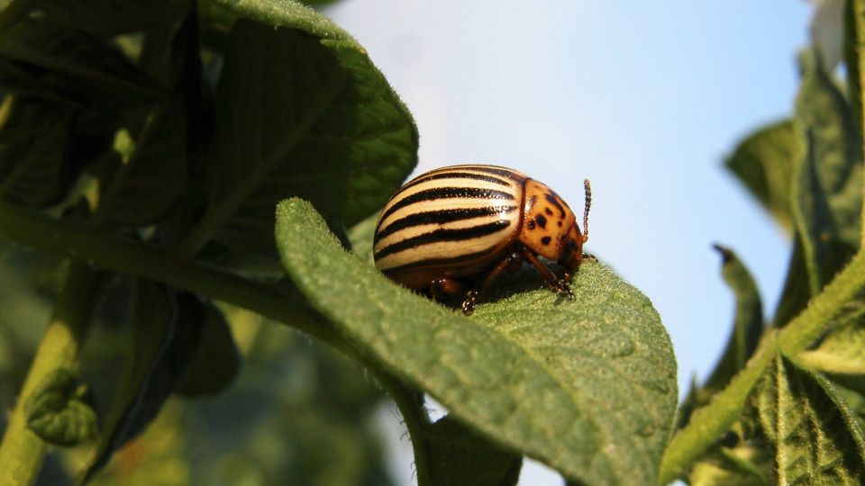 Колорадские жуки будут облетать ваш сад за километр: справитесь без химии