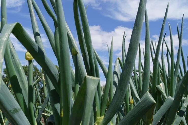 Почему многолетний лук – идеальный выбор для вашего огорода