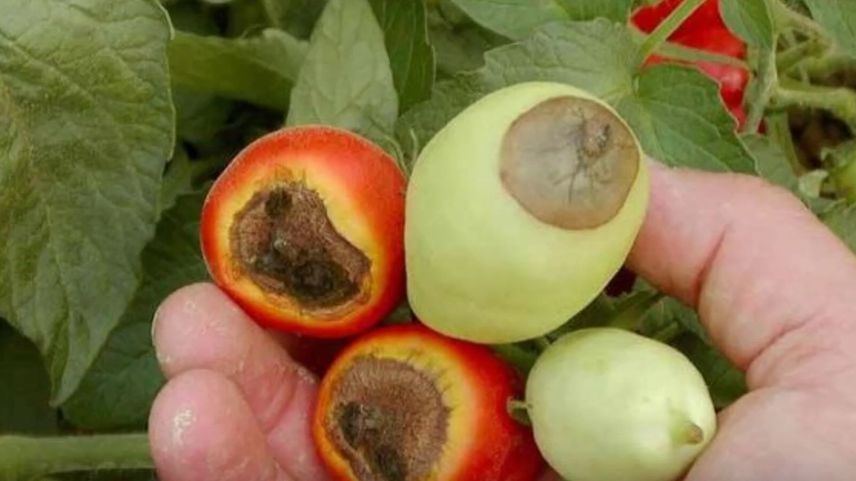 Как спасти урожай томатов от вершинной гнили в жаркие летние дни