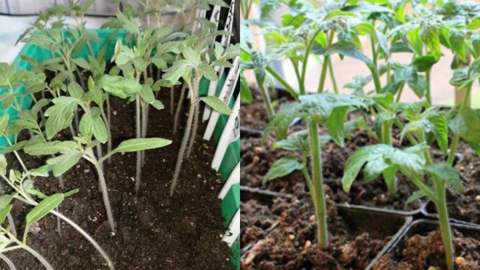 Как пикировать рассаду без стресса и потерь: опыт успешных агрономов