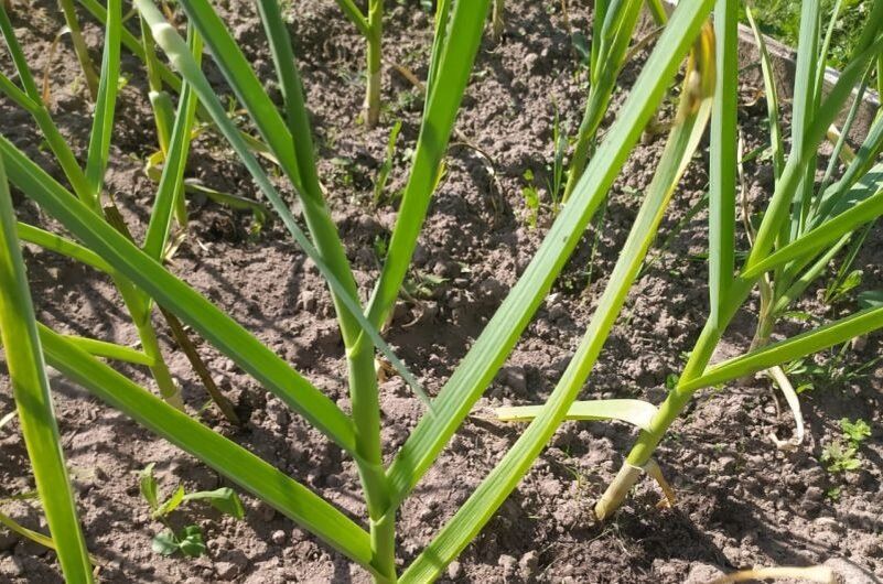 Выращивание чеснока из бульбочек: советы и рекомендации