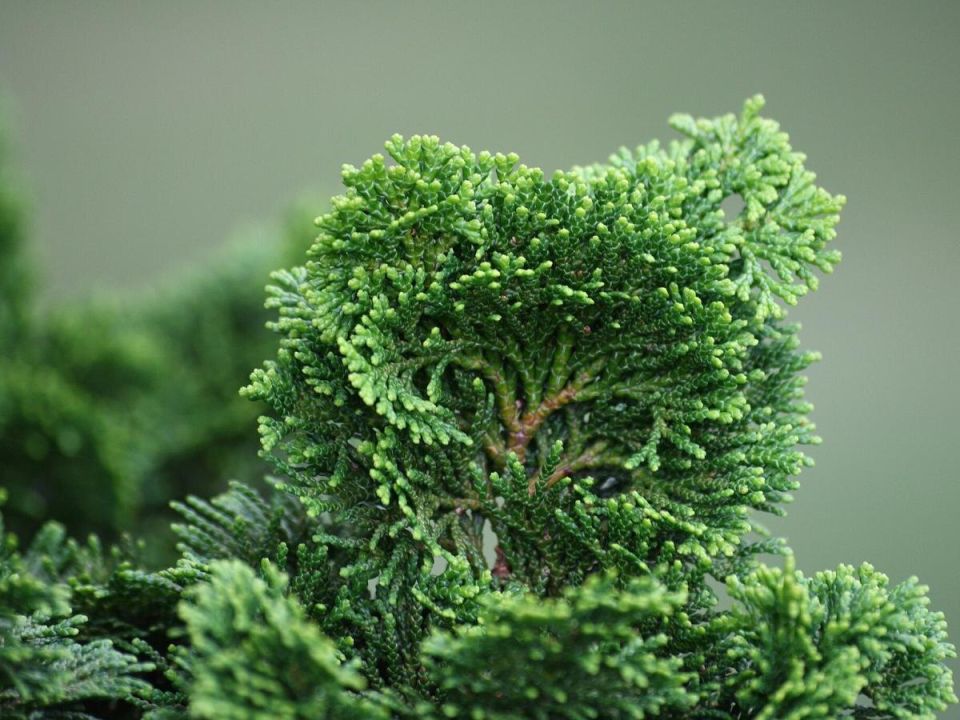 Туя в вашем саду: как превратить одну ёлочку в зелёный оазис