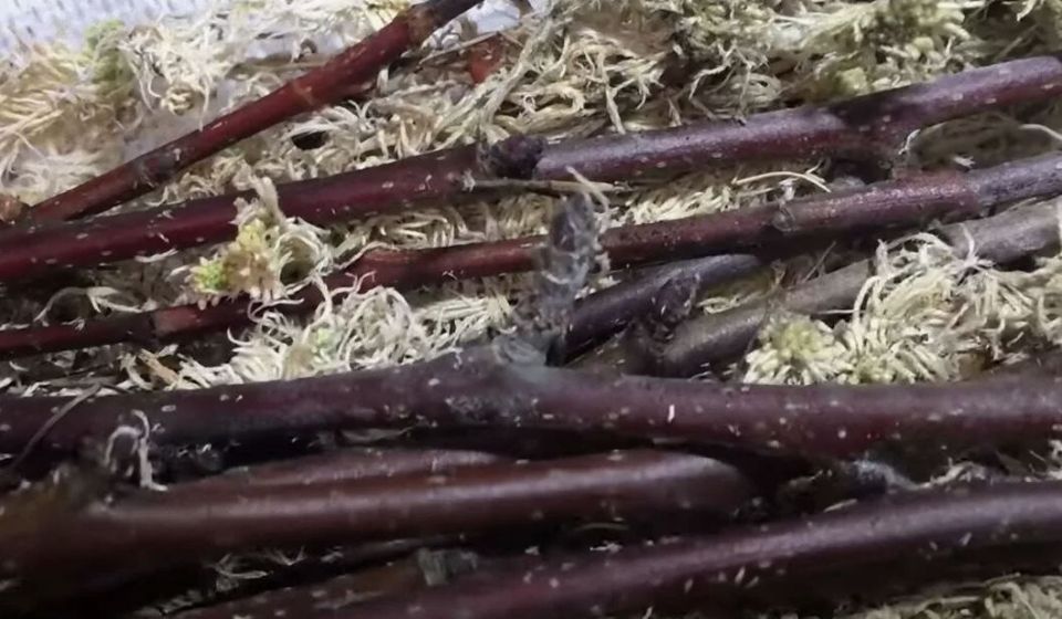 Как сохранить черенки для прививки до весны: важные советы