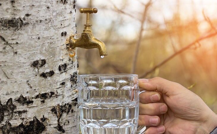 Как хранить березовый сок, чтобы он не скис через 2 дня: действенный способ