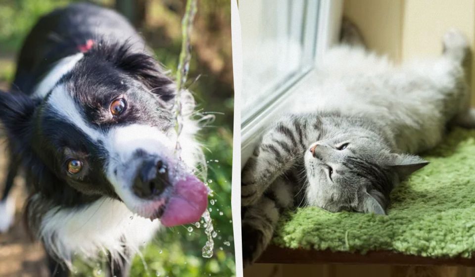 Как помочь домашним любимцам пережить самую знойную часть лета