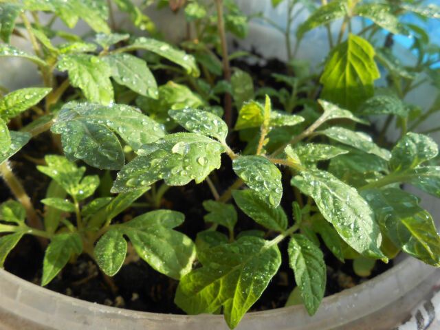 6 причин, почему семена томатов могут не прорастать