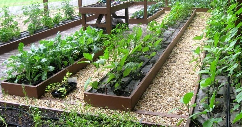 Как выбрать идеальные грядки для успешного урожая?