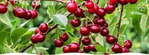 Черешня для северян: как выбрать и вырастить вкусный и урожайный сорт