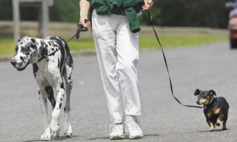 Пять законов, о которых должен знать каждый владелец питомца