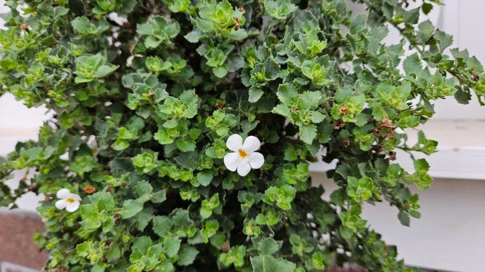 ������� ��������� ������������ ������������: ��� ��������� ������� ��������