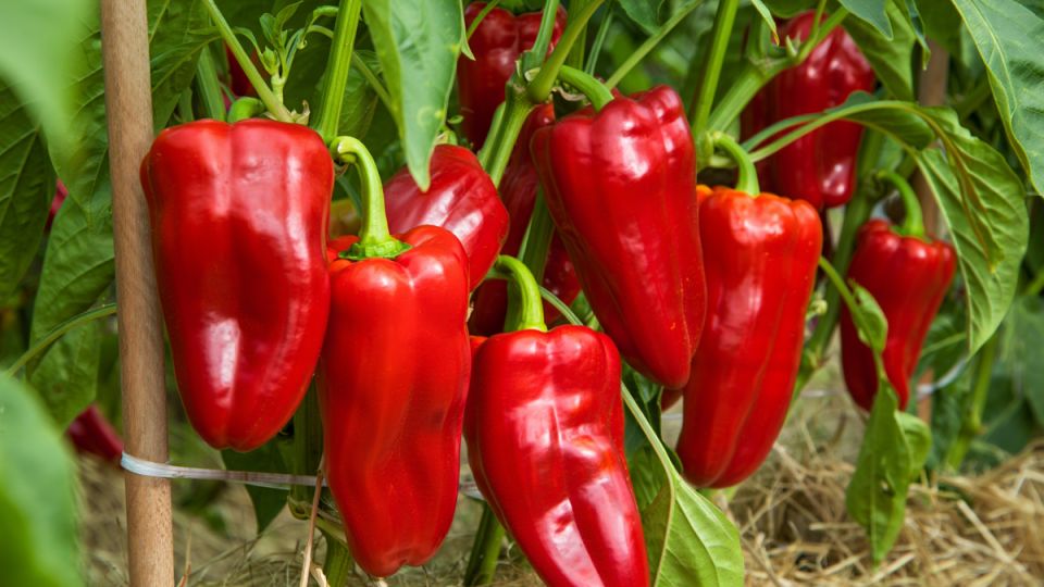 Июль: секреты подкормки перцев для удивительного урожая