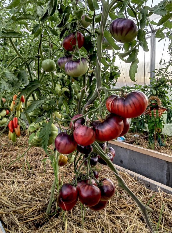 Сибирский тигр розовый: сладость и яркие цвета на вашем столе