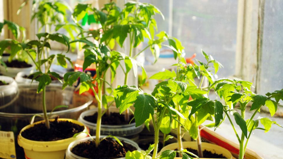 Как янтарный коктейль может преобразить вашу рассаду и увеличить урожай