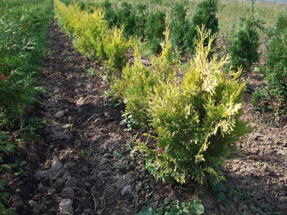 ����������� ����� ����� ���: ��� ��������� ������ ���� ������