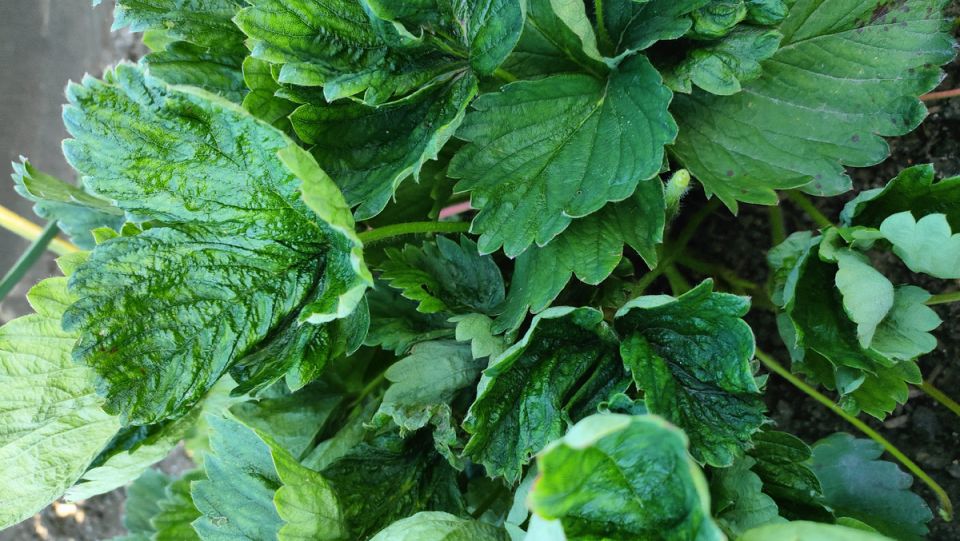 Клубника под угрозой: не видимые враги убивают урожай