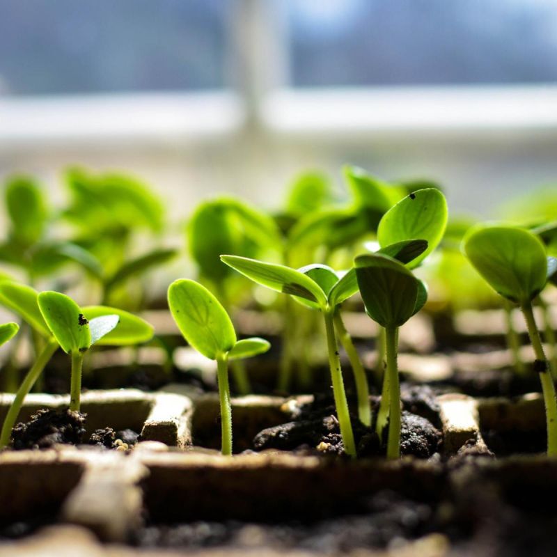 Посевной календарь для томатов в 2026 году