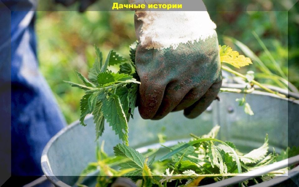 Травяной настой: секреты успешного использования для вашего сада