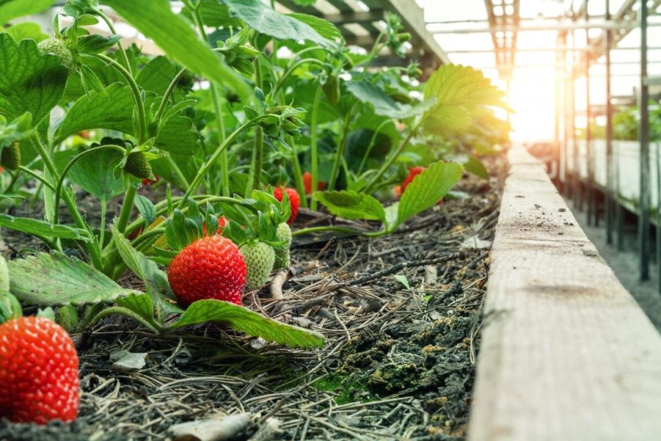 Заготовка для будущего урожая: как осенью правильно подкормить клубнику