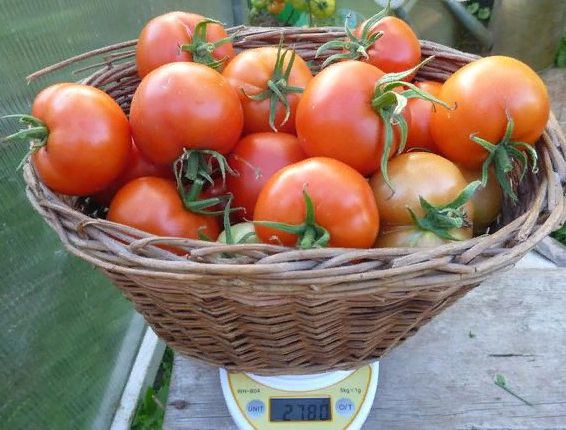 Урожайные гибриды томатов от агрофирмы «Партнер»: сделайте правильный выбор